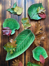Costa Nova Riviera grønne åkande- og hortensiatallerkener med bladfad på rustikt bord med efterårsblade